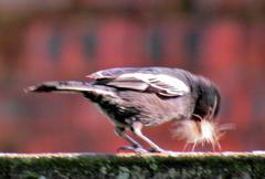 Melaniparus niger niger