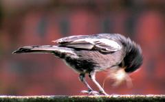 Melaniparus niger niger