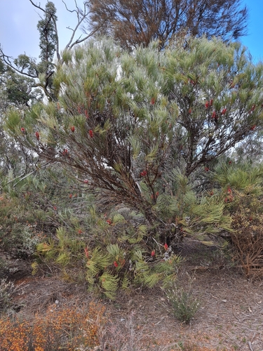 Red Pokers (Hakea bucculenta)
