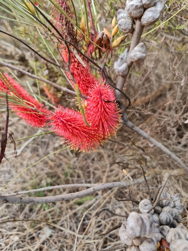 Image of Hakea bucculenta by (c) Belinda Forbes, some rights reserved (CC BY)