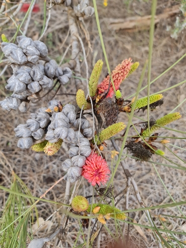 Image of Hakea bucculenta by (c) Belinda Forbes, some rights reserved (CC BY)