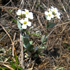 Noccaea cochleariformis