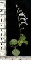 Plectranthus verticillatus