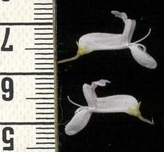 Plectranthus verticillatus