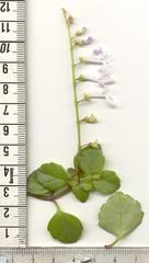 Plectranthus verticillatus
