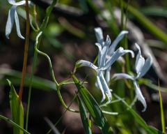 Cyphia volubilis volubilis