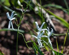 Cyphia volubilis volubilis