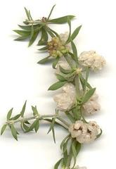 Pollichia campestris