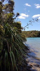 Phormium cookianum hookeri