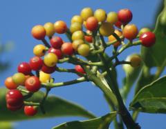 Psychotria capensis capensis