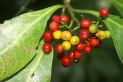 Psychotria capensis capensis