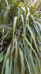 Phormium cookianum hookeri