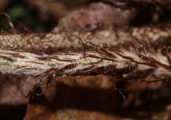 Polystichum wawranum