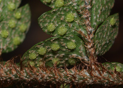 Polystichum wawranum