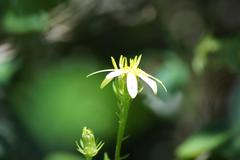 Senecio macroglossus
