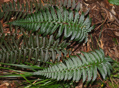 Polystichum wawranum
