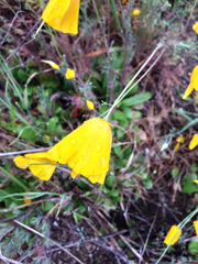 Eschscholzia lobbii