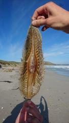 Callorhinchus capensis