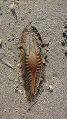 Callorhinchus capensis