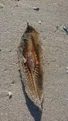 Callorhinchus capensis