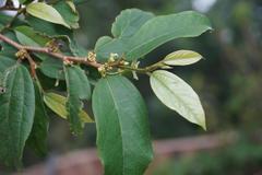 Celtis mildbraedii