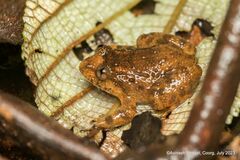 Kempholey Night Frog photo 1