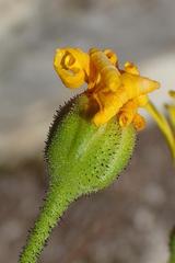 Osteospermum polygaloides polygaloides