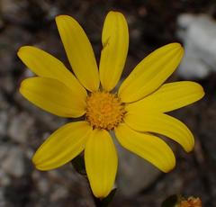 Osteospermum polygaloides polygaloides