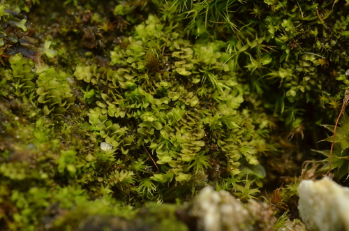 Ciliate Earwort (Scapania praetervisa)