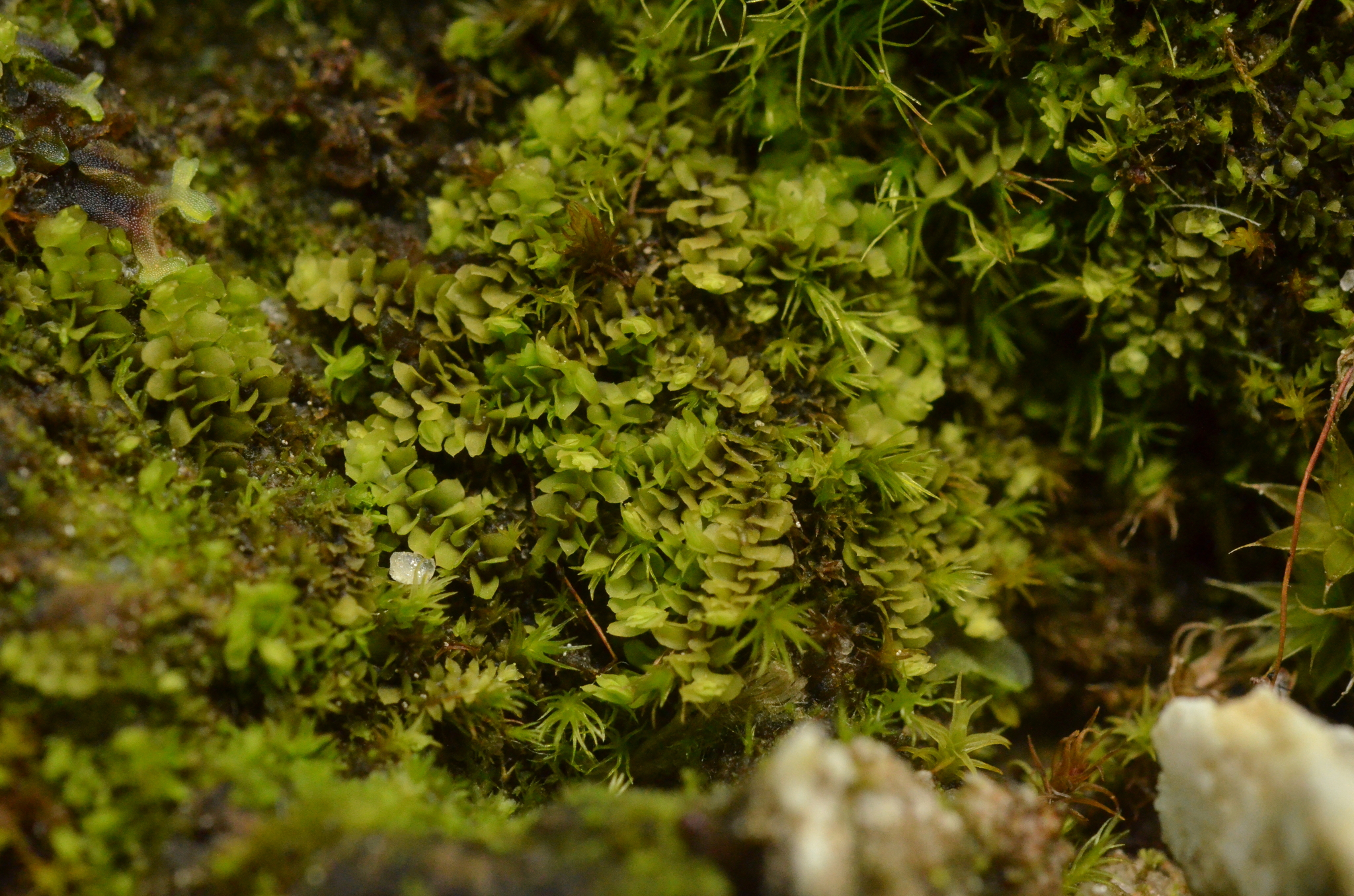 Scapania praetervisa