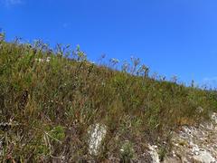 Osteospermum polygaloides polygaloides