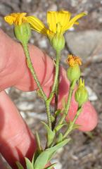 Osteospermum polygaloides polygaloides