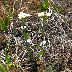 Noccaea cochleariformis