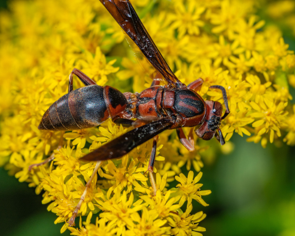 Metric Paper Wasp from Brampton, ON, Canada on August 17, 2023 at 02:18 ...