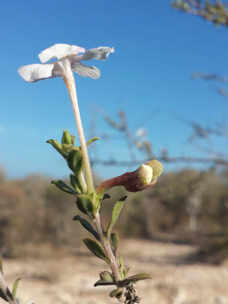 Radamaea perrieri