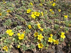 Potentilla acaulis