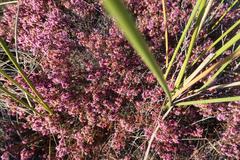 Erica dispar