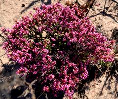 Erica dispar