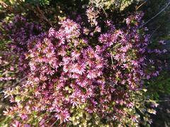 Erica dispar