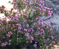 Erica dispar