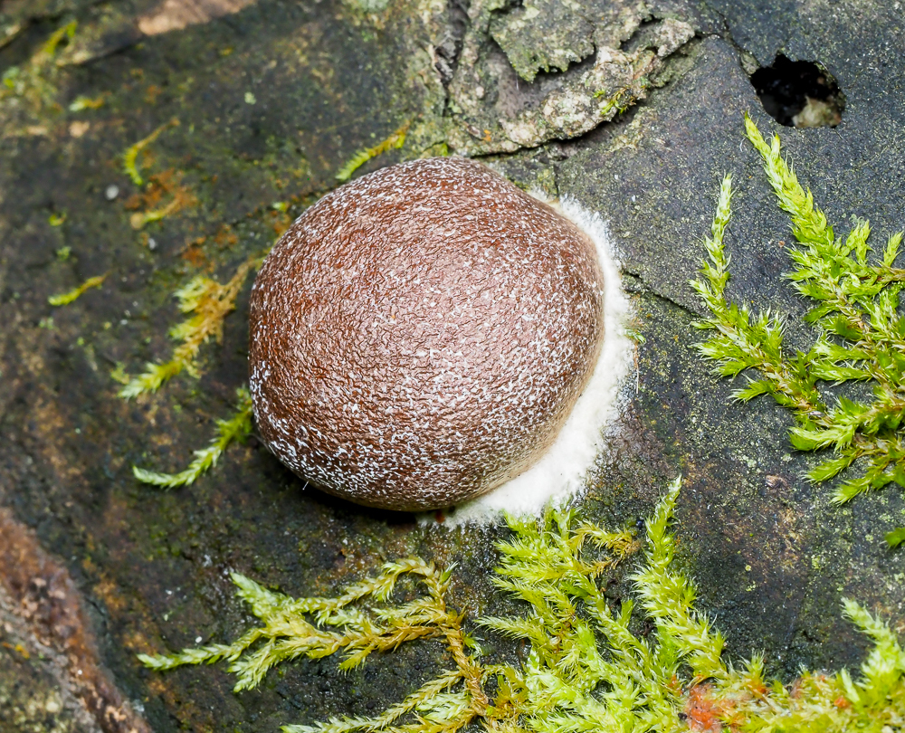 Fuligo leviderma