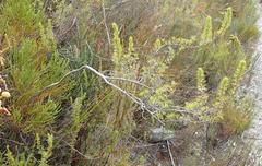 Cliffortia paucistaminea australis