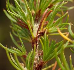Cliffortia paucistaminea australis