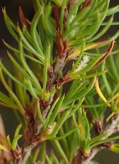 Cliffortia paucistaminea australis