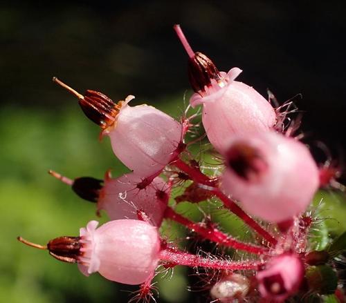 Image of Eyelash Heath (Erica aneimena) by (c) Nicola van Berkel, some rights reserved (CC BY-SA)