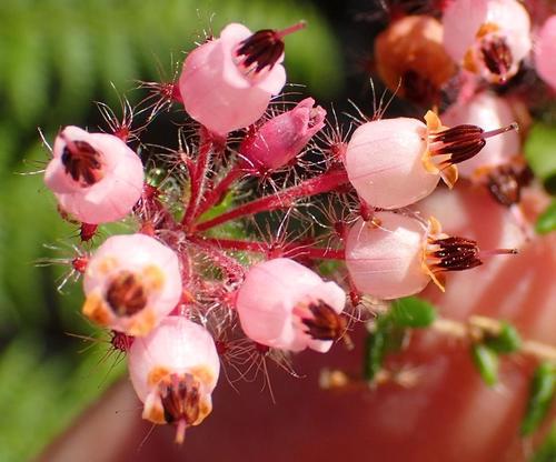 Image of Erica aneimena by (c) Nicola van Berkel, some rights reserved (CC BY-SA)