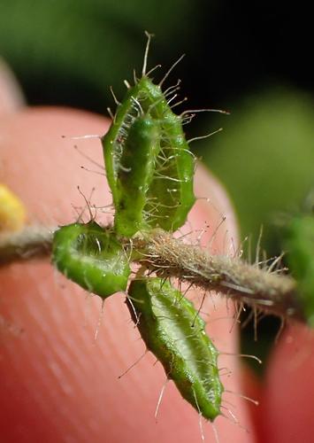 Image of Eyelash Heath (Erica aneimena) by (c) Nicola van Berkel, some rights reserved (CC BY-SA)