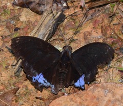 Lexias dirtea merguia