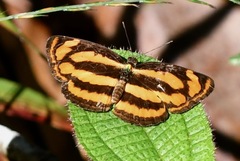 Pantoporia