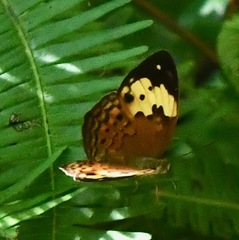 Cupha erymanthis lotis